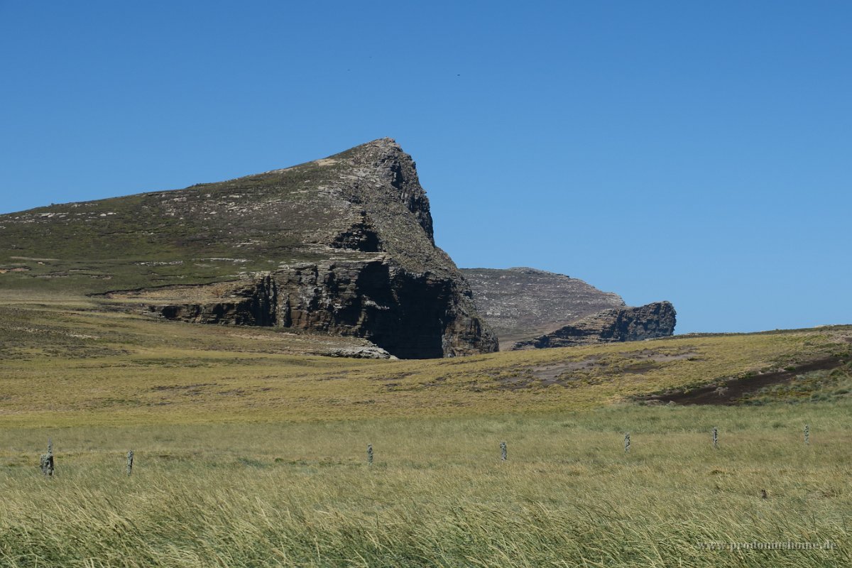 346 G3X IMG 5754 - Falkland Inseln - New Island