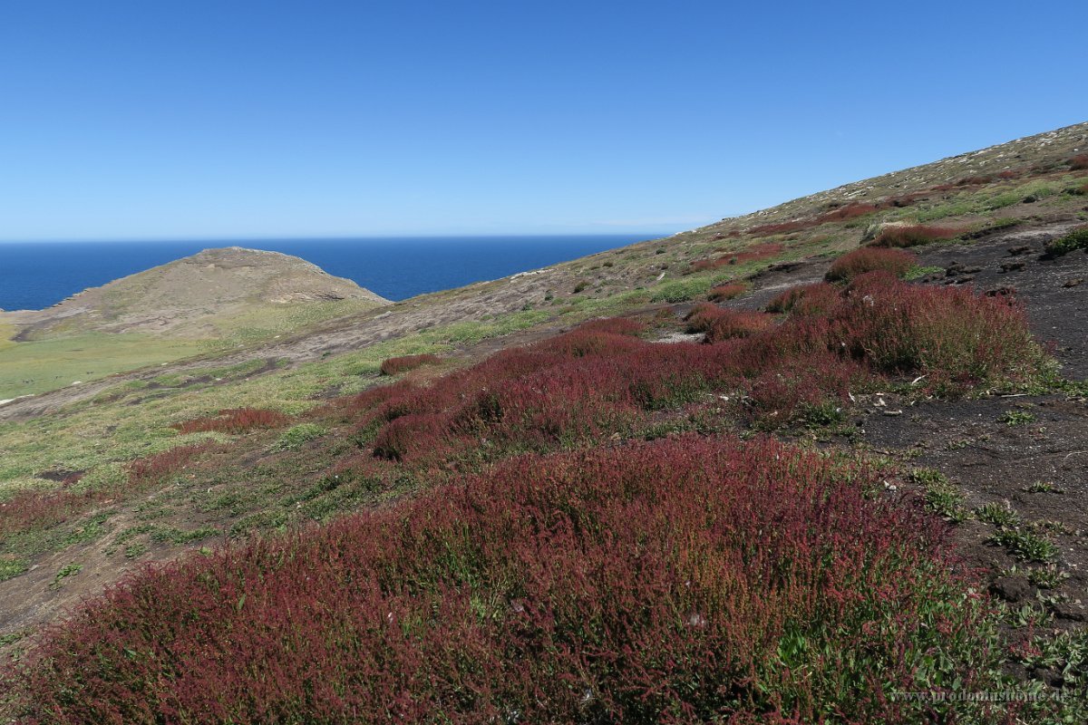 347 G5X IMG 2396 - Falkland Inseln - New Island