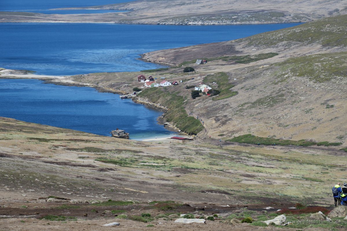 348 G3X IMG 5763 - Falkland Inseln - New Island