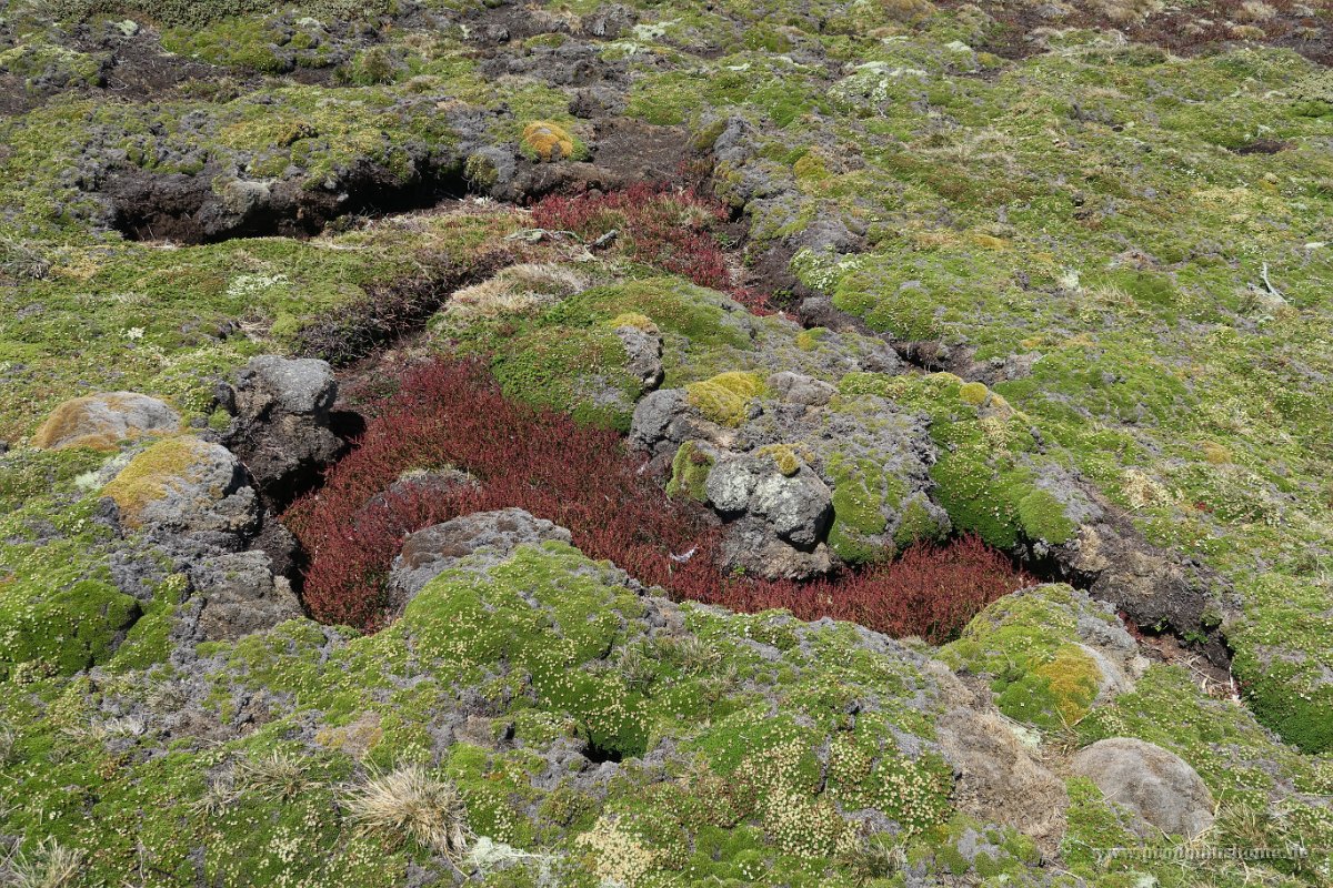 352 G5X IMG 2403 - Falkland Inseln - New Island