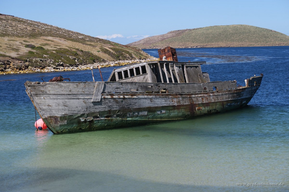 362 G5X IMG 2423 - Falkland Inseln - New Island