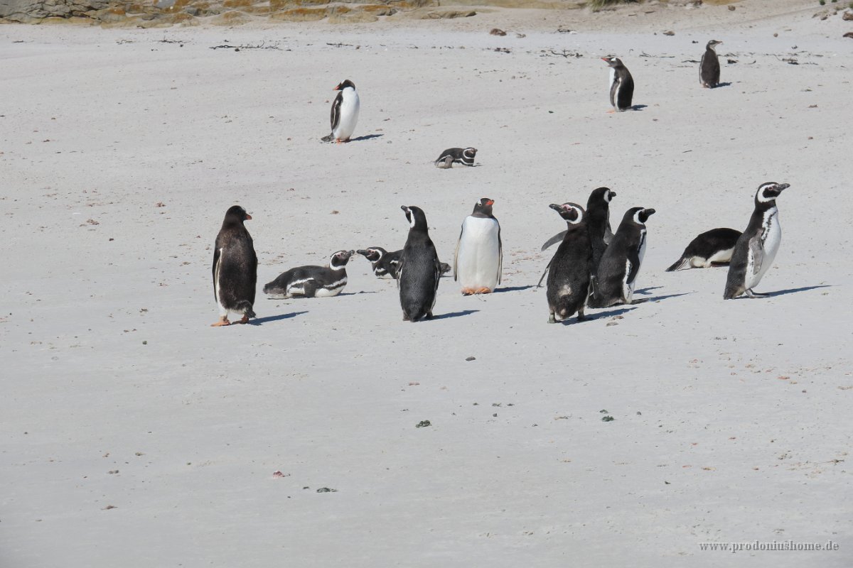 373 G3X IMG 5999 - Falkland Inseln - Carcass Island - Gentoo Penguin - Magellanic Penguin
