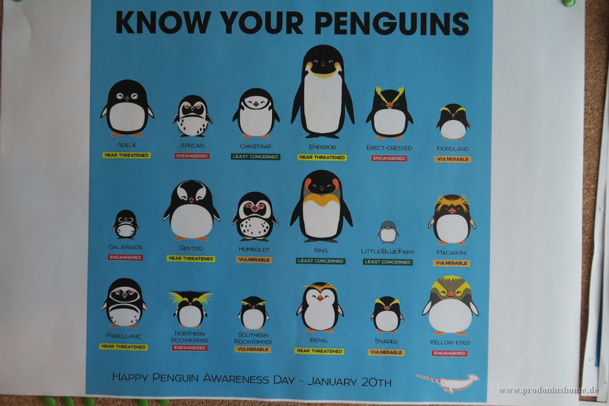 378 G5X IMG 2455 - Know your Penguins