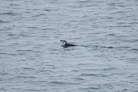 125_G3X_IMG_3381 - Half Moon Island - Chinstrap Penguin.JPG