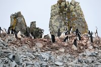 143 G3X IMG 3294 - Half Moon Island - Chinstrap Penguin