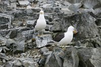 144 G3X IMG 3316 - Half Moon Island - Kelp Gull