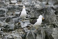 144_G3X_IMG_3316 - Half Moon Island - Kelp Gull.JPG