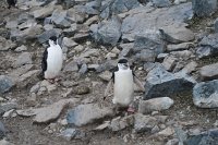 145 G5X IMG 1916 - Half Moon Island - Chinstrap Penguin