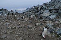 146 G5X IMG 1927 - Half Moon Island - Chinstrap Penguin