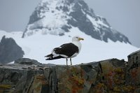 148_G3X_IMG_3332 - Half Moon Island - Kelp Gull.JPG