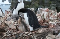 149_G3X_IMG_3376 - Half Moon Island - Chinstrap Penguin.JPG