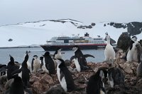 150_G5X_IMG_1957 - Half Moon Island - Chinstrap Penguin.JPG