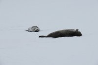 154_G3X_IMG_3368 - Weg nach Deception Island.JPG