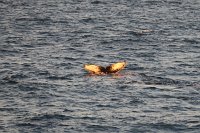 164_G3X_IMG_3584 - Weg nach Deception Island - Whale.JPG