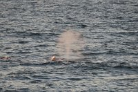 165 G3X IMG 3586 - Weg nach Deception Island - Whale