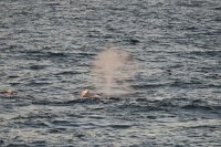 165 G3X IMG 3586 - Weg nach Deception Island - Whale