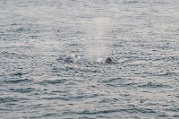 167_G3X_IMG_3585 - Weg nach Deception Island - Whale.JPG