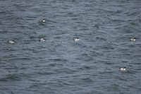 175_G3X_IMG_3581 - Deception Island - Cape Petrel.JPG