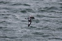 176 G3X IMG 3767 - Deception Island - Cape Petrel