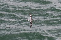 178_G3X_IMG_3762 - Deception Island -  - Cape Petrel.JPG