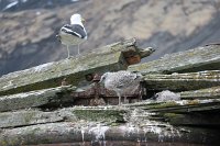 182_G3X_IMG_3779 - Deception Island.JPG