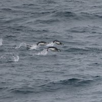 186_G3X_IMG_3800 - Deception Island.JPG