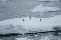 210_G3X_IMG_4068 - Weg zu Neko Harbour - Gentoo Penguin.JPG