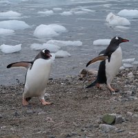 218_G5X_IMG_2377 - Neko Harbour - Gentoo Penguin.JPG