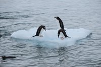 222_G3X_IMG_4162 - Neko Harbour - Gentoo Penguin.JPG