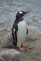 223 G3X IMG 4167 - Neko Harbour - Gentoo Penguin