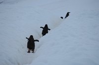 224 G3X IMG 4168 - Neko Harbour - Gentoo Penguin