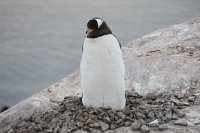 225_G3X_IMG_4175 - Neko Harbour - Gentoo Penguin.JPG