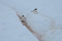 226_G3X_IMG_4183 - Neko Harbour - Gentoo Penguin.JPG