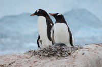 227_G3X_IMG_4187 - Neko Harbour - Gentoo Penguin.JPG