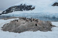 228_G3X_IMG_4197 - Neko Harbour - Gentoo Penguin.JPG