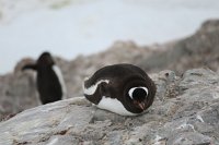 229 G3X IMG 4199 - Neko Harbour - Gentoo Penguin