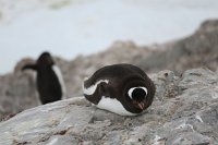 229_G3X_IMG_4199 - Neko Harbour - Gentoo Penguin.JPG