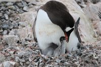 230 G3X IMG 4204 - Neko Harbour - Gentoo Penguin