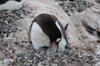 231_G3X_IMG_4205 - Neko Harbour - Gentoo Penguin.JPG