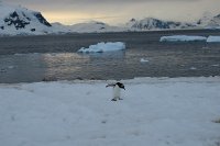 232_G3X_IMG_4209 - Neko Harbour - Gentoo Penguin.JPG