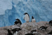 233 G3X IMG 4214 - Neko Harbour - Gentoo Penguin