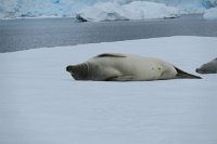 237 G3X IMG 4379 - Cuverville Island - Port Lockroy