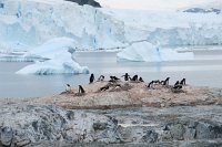 238 G3X IMG 4405 - Cuverville Island - Port Lockroy - Gentoo Penguin