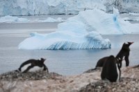 240 G3X IMG 4419 - Cuverville Island - Port Lockroy