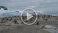 240b G5X MVI 2280 - Cuverville Island - Port Lockroy - Gentoo Penguin