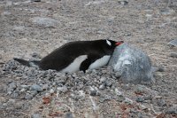 241 G3X IMG 4420 - Cuverville Island - Port Lockroy - Gentoo Penguin