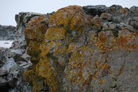 242_G3X_IMG_4421 - Cuverville Island - Port Lockroy.JPG