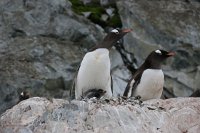 243 G3X IMG 4427 - Cuverville Island - Port Lockroy - Gentoo Penguin