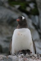 244 G3X IMG 4431 - Cuverville Island - Port Lockroy - Gentoo Penguin