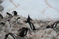 246_G3X_IMG_4440 - Cuverville Island - Port Lockroy - Gentoo Penguin.JPG